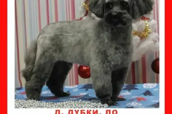 Пропала собака в Ломоносовском р-не, ЛО: Петербургская орхидея Марсель, 11 лет.
