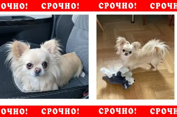 Пропала собака Чихуахуа на Пятницком шоссе, Солнечногорском р-не.