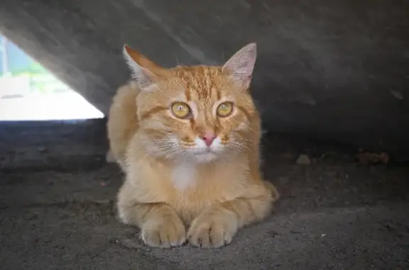 Найдена кошка в Краснодаре, ищет дом