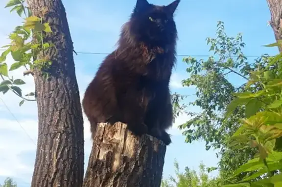 Пропала кошка породы мей кун в Ангарске.