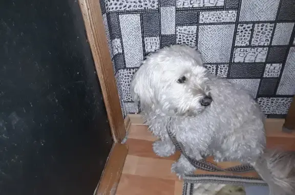 Найдена собака на улице Ленина, Ставрополь