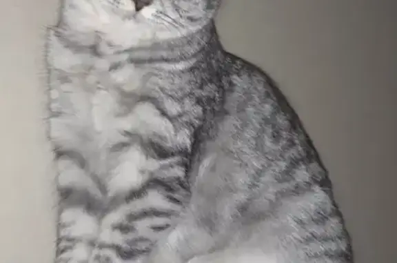 Потерянные животные Казань, фото: Пропала кошка на Молодёжной, 14А, Казань