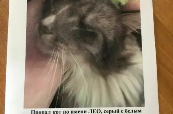 Пропала кошка Лео в Красногорске, Московская область