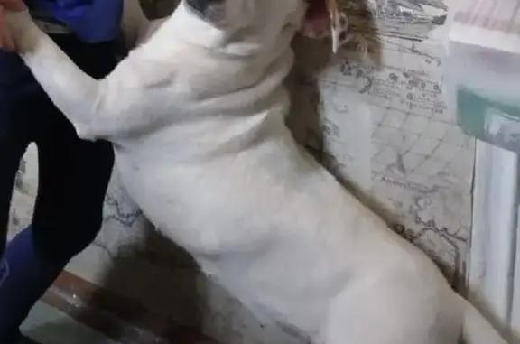 Пропала собака Нюша в Тихорецке, вознаграждение!
