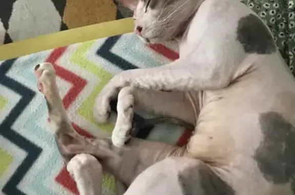 Кошки потеряшки, Южный, фото: Потеряшка кошка Адель на ул. Дозорной 3Б