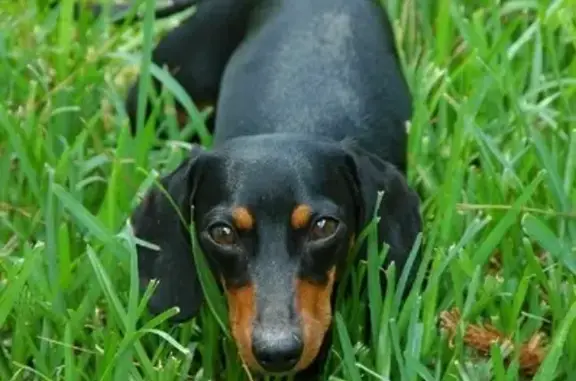Пропала собака Такса Фреди в Майкопе, Адыгее