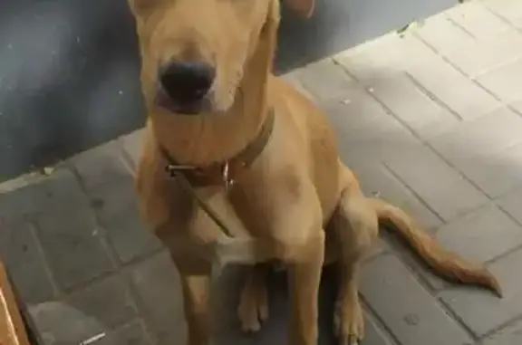 Найдена собака возле магнита на ул. Г. Титова
