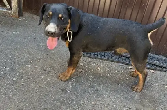 Собака Мальчик найдена в Саратове.