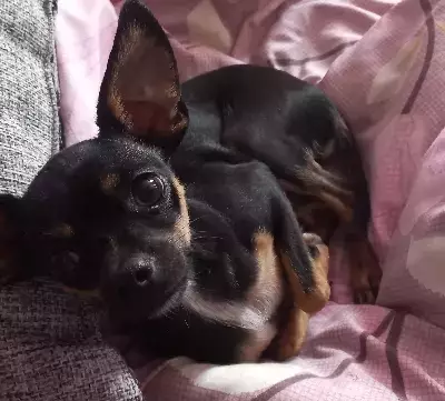 Собаки потеряшки, Санкт-Петербург, фото: Потеряшка Тайсон, той-терьер на Седова 98 в СПб