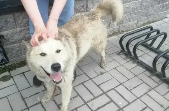 Собака на Каменской, СПб, ошейник коричневый