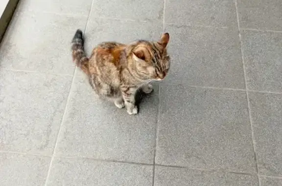 Найдена кошка на ул. Натана Рахлина, 7, Казань