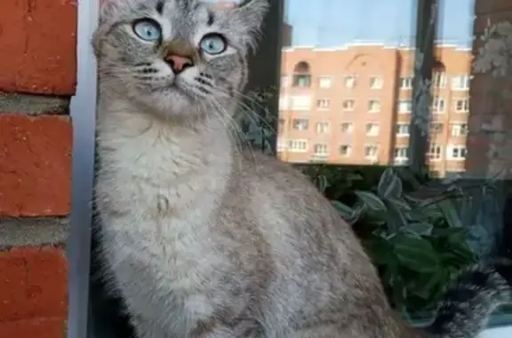 Найдена кошка в Инорсе, ул. Мушникова 27, Уфа