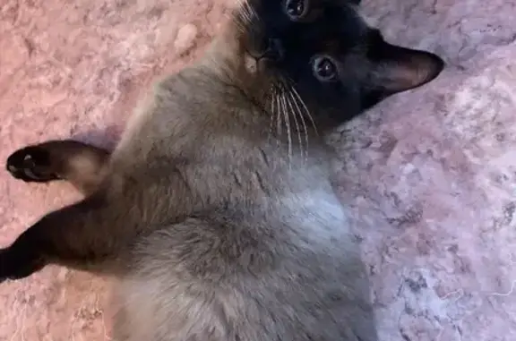 Потерянные животные Казань, фото: Пропал кот Сынок на улице Декабристов, 129 в Казани