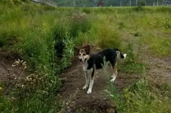 Собака найдена на Свердловской, 4Г с3, Красноярск