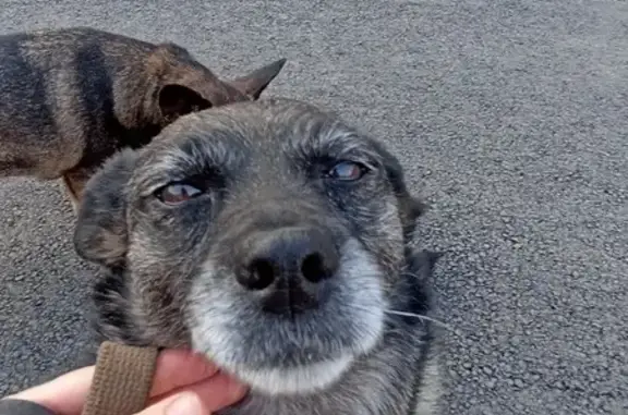 Стерилизованная собака найдена на проезде Созидателей, 13 в Казани