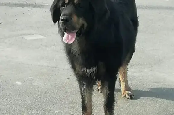 Собака Черный на Калужском шоссе Москва.