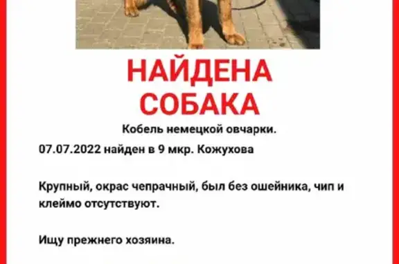 Найдена собака на Лухмановской улице, Москва