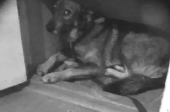 Пропала собака Кобель в Пролетарском, Чувашская Республика