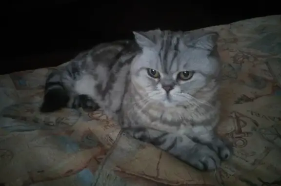 Пропала кошка Дуся в Тульской области