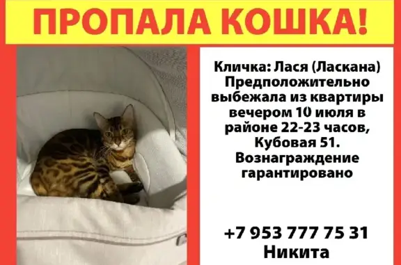 Кошки потеряшки, Новосибирск, фото: Потеряшка бенгальская кошка на ул. Кубовая, 51.