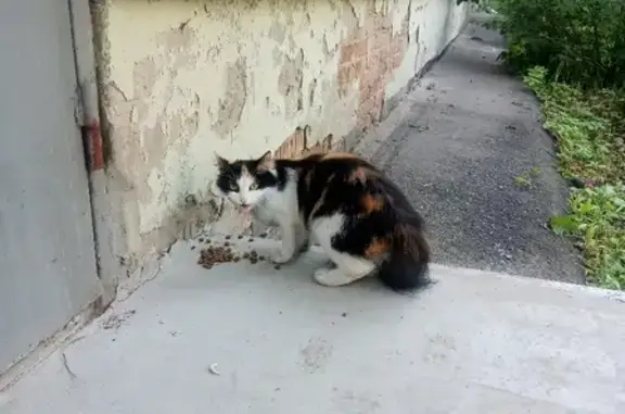 Пропала кошка на улице 9 Января, 189 в Ижевске