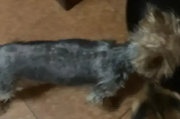 Пропала собака в Большом Логу на улице Фадеева, ищут хозяев из Аксая (ВОЗНАГРАЖДЕНИЕ)