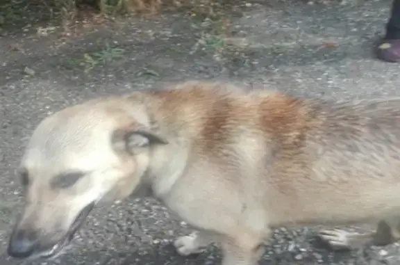 Найдена собака на ул. Гагарина, 11, Тульский