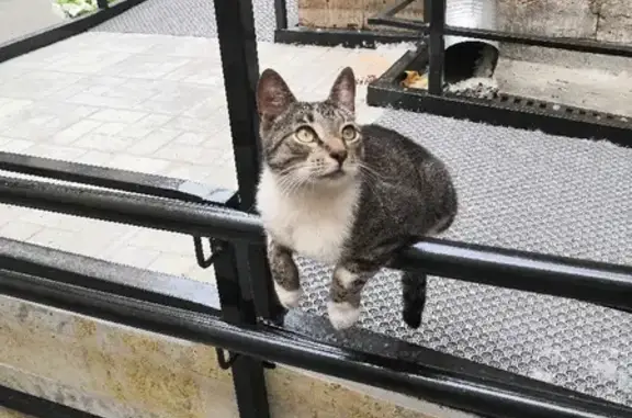 Найдена кошка на Мытнинской улице, дом 13