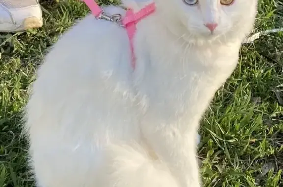 Кошки потеряшки, Санкт-Петербург, фото: Потеряшка кошка на улице Костюшко, СПб, белая с разноцветными глазами.