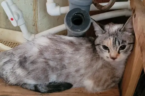 Найдена кошка на набережной Казачьего Ерика
