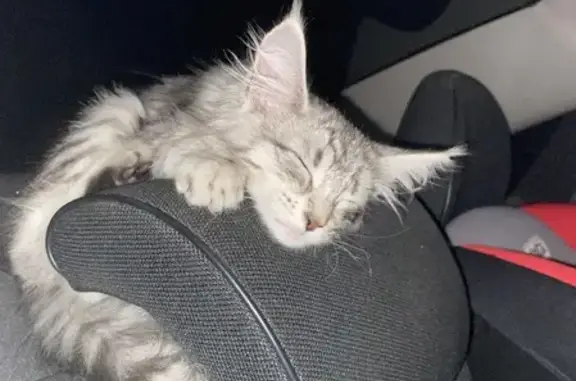 Пропала кошка на Никифоровской, 40 в Тамбове