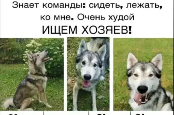 Найдена худая собака в Лашино, Московская обл.
