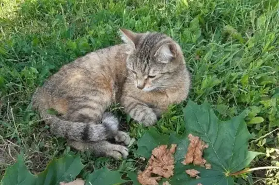 Найдена молоденькая кошка в Подольске на бульваре 65 Победы