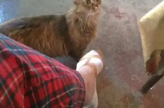 Пропала кошка Алиса в Старосемейкино, Самарская область