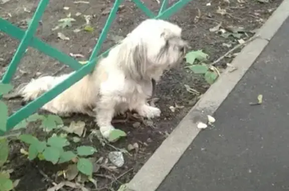 Найдена белая собака возле Вокзальной 4 в Пушкино