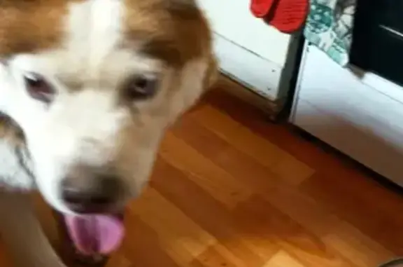 Собака Хаски найдена в Рязани.