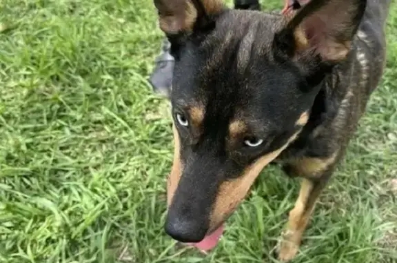 Потерянные животные Оренбург, фото: Пропала собака по ул. Алтайской 6, помогите найти!