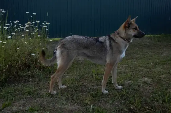 Найдена девочка-собака в Головино, ищем хозяина