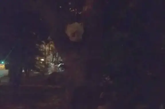 Кошка на дереве у дома 35 на Перовской