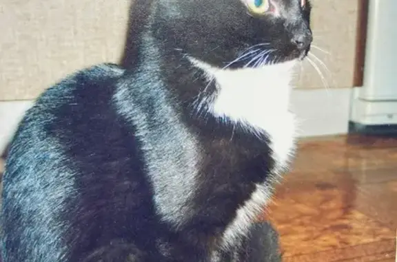 Кошки потеряшки, Москва, фото: Потеряшка кот на Барышихе, Москва