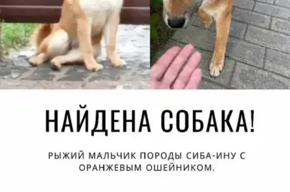 Собака породы Сиба-Ину найдена на Садовой ул. 1к1, Зименки
