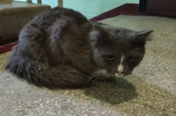 Найден взрослый серый кот на Шолохова 17