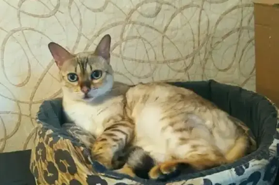 Потерянные животные Казань, фото: Пропала кошка Лейла на ул. Мартына Межлаука, 20А, Казань