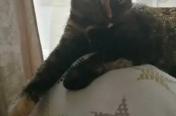 Кошки потеряшки, Курган, фото: Потеряшка кошка Муся на ул. Кузнецова, 8, Курган