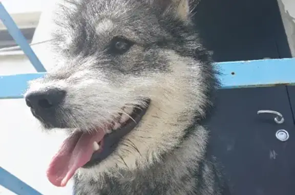 Пропала собака в Новороссийске: ул. Лейтенанта Шмидта, 17
