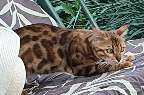 Пропала бенгалская кошка на ул. Согласия, 7 в Челябинске