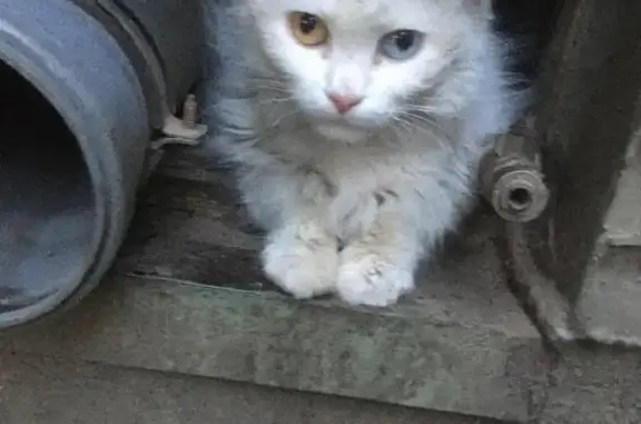 Найдена белая кошка на ул. Орбитальная в Ростове-на-Дону