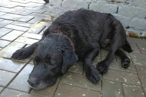 Найдена собака, Москва, фото: Найден лабрадор в Топорково и СНТ Луч, ищем хозяина