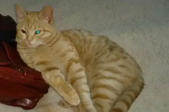 Пропал рыжий кот Модик в СНТ 