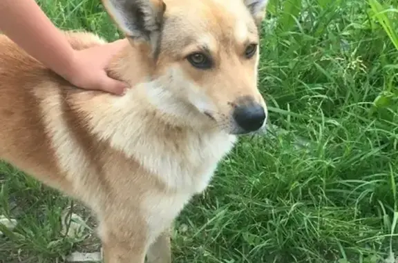 Найден рыжий пёс на Новорижском шоссе